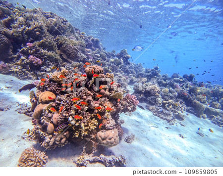Underwater life of reef with corals, shoal of Lyretail anthias (Pseudanthias squamipinnis) and other kinds of tropical fish. Coral Reef at the Red Sea, Egypt. Underwater life of reef with corals, shoal of Lyretail anthias (Pseudanthias squamipinnis) and other kinds of tropical fish. Coral Reef at the Red Sea, Egypt. 109859805