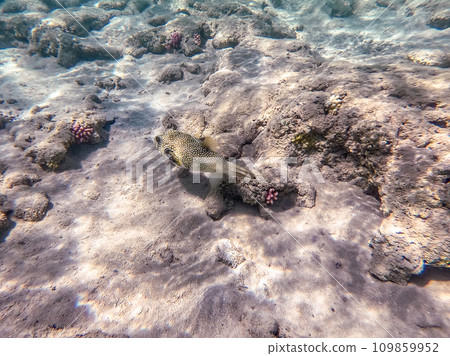 Whitespotted Puffer (Arothron hispidus) at coral reef.. Whitespotted Puffer (Arothron hispidus) at coral reef.. 109859952