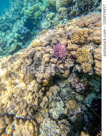 Underwater life of reef with corals and tropical fish. Coral Reef at the Red Sea, Egypt. Underwater life of reef with corals and tropical fish. Coral Reef at the Red Sea, Egypt. 109859957
