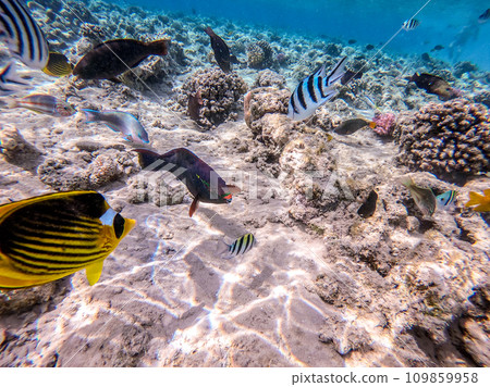 Shoal of differend kinds of the fish -  sailfin tang, Longnose Parrotfish, Picasso trigger, Birdmouth wrasse, Klunzinger's wrasse and other tropical fish swimming at the coral reef in the Red Sea, 109859958