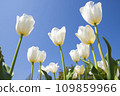 鬱金香 109859966