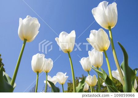 鬱金香 109859966