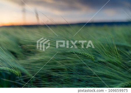 barley with spikes in field, back lit cereal crops plantation in sunset 109859975