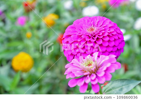 粉紅色的讚美詩 109860036