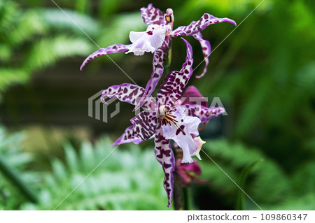 orchid branch blooming purple tropical flowers. 109860347