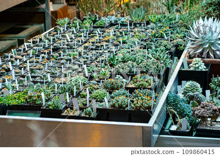 Variety of cactus. Beautiful green background of decorative succulent plants in neutral colors. Variety of cactus. Beautiful green background of decorative succulent plants in neutral colors. 109860415