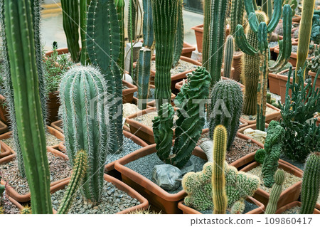 Variety of cactus. Beautiful green background of decorative succulent plants in neutral colors. 109860417