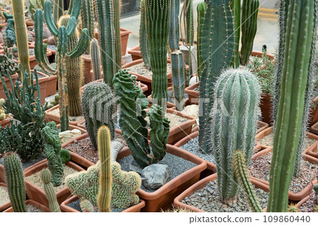 Variety of cactus. Beautiful green background of decorative succulent plants in neutral colors. Variety of cactus. Beautiful green background of decorative succulent plants in neutral colors. 109860440