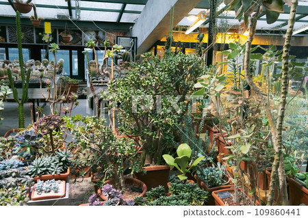 Variety of cactus. Beautiful green background of decorative succulent plants in neutral colors. Variety of cactus. Beautiful green background of decorative succulent plants in neutral colors. 109860441