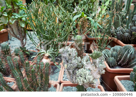 Variety of cactus. Beautiful green background of decorative succulent plants in neutral colors. Variety of cactus. Beautiful green background of decorative succulent plants in neutral colors. 109860446