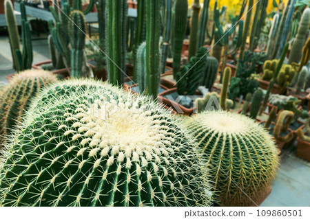 Variety of cactus. Beautiful green background of decorative succulent plants in neutral colors. Variety of cactus. Beautiful green background of decorative succulent plants in neutral colors. 109860501