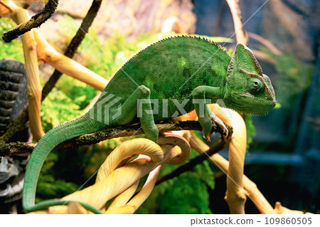 green chameleon sits on a branch close. Wild animals reptile. green chameleon sits on a branch close. Wild animals reptile. 109860505