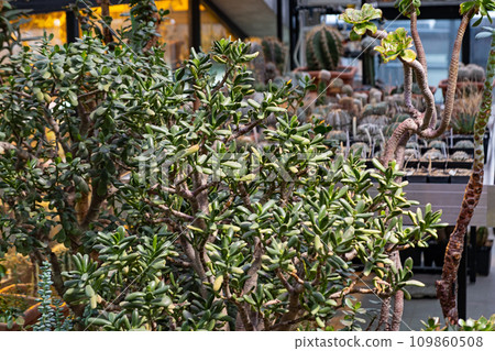 Crassula. Variety of cactus. Beautiful green background of  succulent plants in neutral colors. 109860508