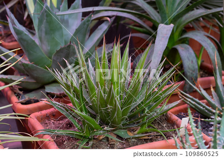 Variety of cactus. Beautiful green background of decorative succulent plants in neutral colors. Variety of cactus. Beautiful green background of decorative succulent plants in neutral colors. 109860525