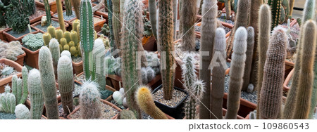 Variety of cactus. Beautiful green background of decorative succulent plants in neutral colors. 109860543