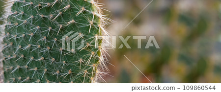 Variety of cactus. Beautiful green background of decorative succulent plants in neutral colors. Variety of cactus. Beautiful green background of decorative succulent plants in neutral colors. 109860544