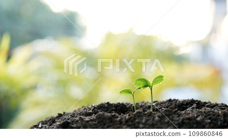 small plant sapling growing tree sprout closeup 109860846
