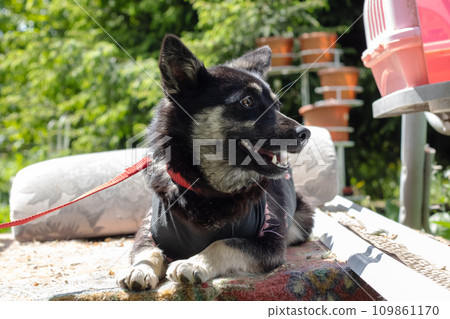 Black dog in a blanket in the garden 109861170