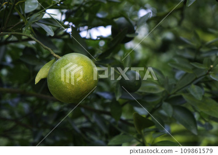 The Fruitful Green Orange Orchard of the Farmer is Awaiting for Harvesting The Fruitful Green Orange Orchard of the Farmer is Awaiting for Harvesting 109861579