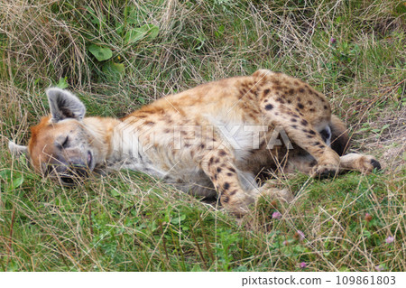 Hyena (Hyaenidae) Hyena (Hyaenidae) 109861803