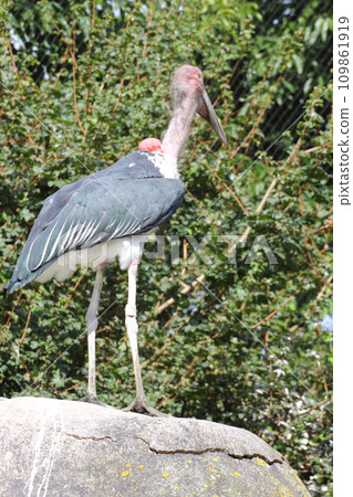 Marabou  (Leptoptilos crumeniferus) 109861919