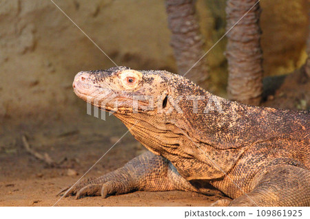 Monitor lizard  (Varanus) 109861925