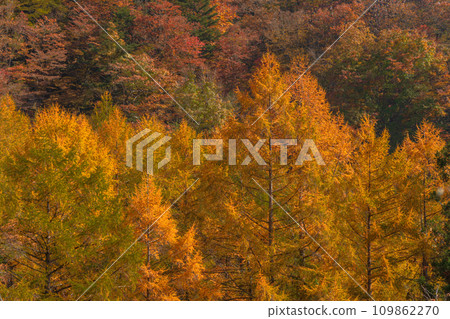 飛鎢高山，紅葉如火焰的森林 109862270