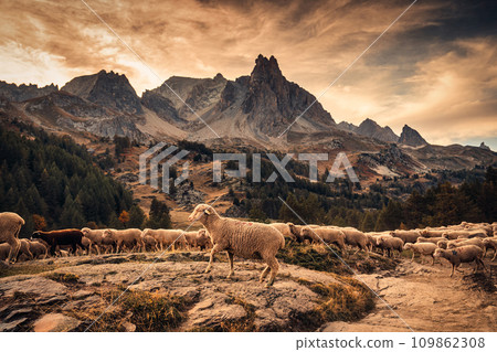 Flock of sheep walking through rock hill on pasture with Main De Crepin peak in Claree valley on autumn Flock of sheep walking through rock hill on pasture with Main De Crepin peak in Claree valley on autumn 109862308