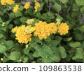 yellow flowers in the garden 109863538