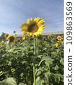 sunflower on blue sky background 109863569