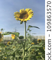 sunflower on blue sky background 109863570