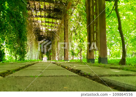 Garden alley with a roof and shrouded in vines and other plants. Concept of garden exterior design to create the magic of a walk and the atmosphere of a fairy tale, getting inspiration, tourism place Garden alley with a roof and shrouded in vines and other plants. Concept of garden exterior design to create the magic of a walk and the atmosphere of a fairy tale, getting inspiration, tourism place 109864556
