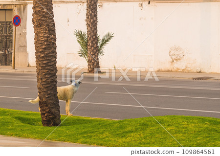 A smart dog looks around and waits for cars to pass along the avenue, then to cross the road. Road safety, self-preservation instinct. Over time, even animals adapt to life in urban environments A smart dog looks around and waits for cars to pass along the avenue, then to cross the road. Road safety, self-preservation instinct. Over time, even animals adapt to life in urban environments 109864561