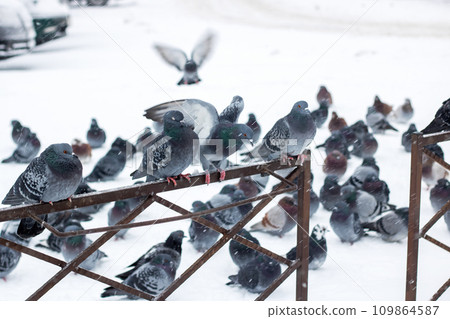 Pigeons on the fence in the snow Pigeons on the fence in the snow 109864587