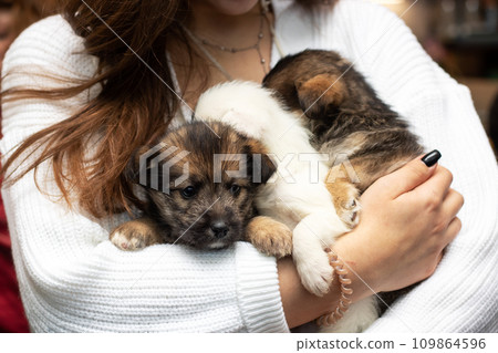 Three brown puppies in the arms of a woman 109864596