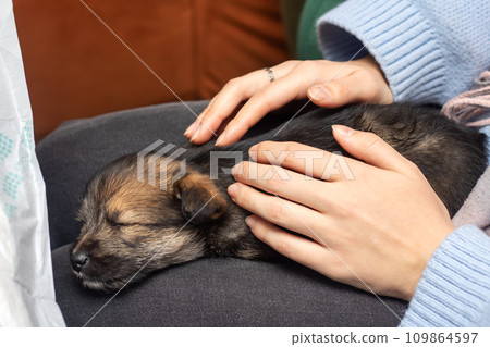 Brown puppy in the arms of a woman 109864597
