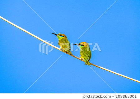Green bee-eater perching on a power line 109865001