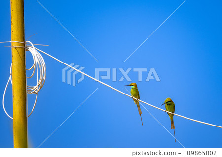 Green bee-eater perching on a power line Green bee-eater perching on a power line 109865002