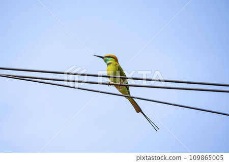 Green bee-eater perching on a power line Green bee-eater perching on a power line 109865005