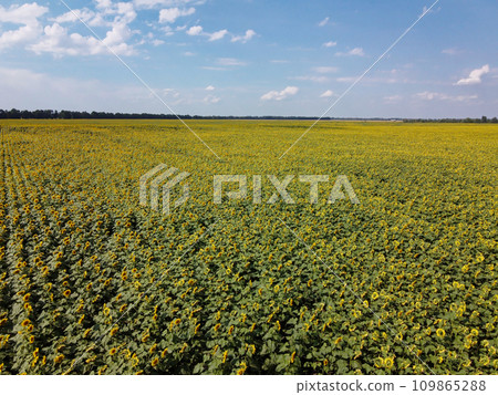 A picturesque field of sunflowers under a blue sky, aerial view. A farm field on a hot summer day, landscape. A picturesque field of sunflowers under a blue sky, aerial view. A farm field on a hot summer day, landscape. 109865288