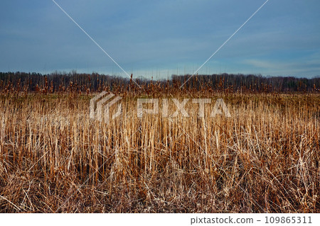 A vast field of tall, dry grass is set against a backdrop of a cloudy sky. Overgrow the dried reeds on a spring evening. Cloudy weather, landscape. A vast field of tall, dry grass is set against a backdrop of a cloudy sky. Overgrow the dried reeds on a spring evening. Cloudy weather, landscape. 109865311