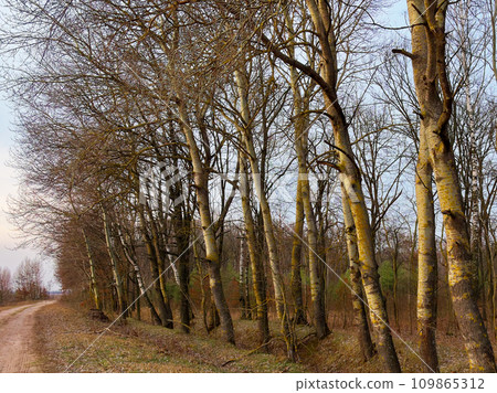 A clear blue sky forms the backdrop for a forest scene with tall, white-barked trees. A clear blue sky forms the backdrop for a forest scene with tall, white-barked trees. 109865312