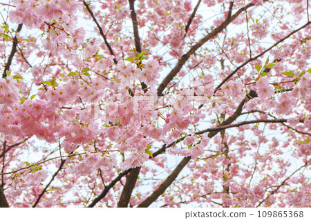 Branch of blooming cherry tree, pink sakura blossom flower on blue sky background 109865368
