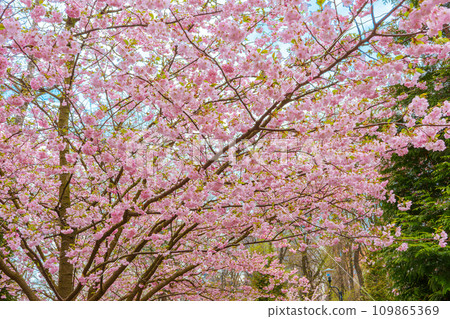 Branch of blooming cherry tree, pink sakura blossom flower on blue sky background Branch of blooming cherry tree, pink sakura blossom flower on blue sky background 109865369