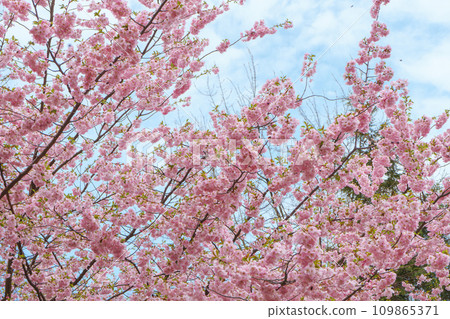 Branch of blooming cherry tree, pink sakura blossom flower on blue sky background Branch of blooming cherry tree, pink sakura blossom flower on blue sky background 109865371