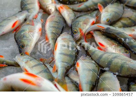 Ice fishing, perch on the snow. Winter activity Ice fishing, perch on the snow. Winter activity 109865457