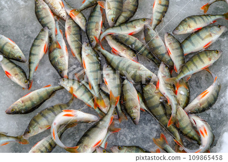 Ice fishing, perch on the snow. Winter activity 109865458