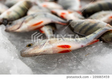 Ice fishing, perch on the snow. Winter activity Ice fishing, perch on the snow. Winter activity 109865459