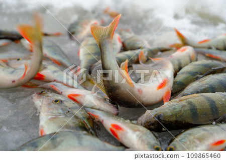 Ice fishing, perch on the snow. Winter activity Ice fishing, perch on the snow. Winter activity 109865460