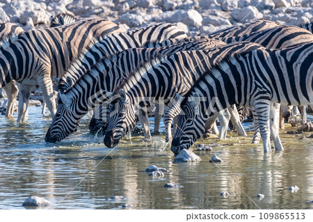Zebras in Etosha 109865513
